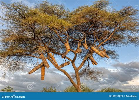  Beclouded Dreamscapes: An Exploration of Ethiopian Fantasy through Beneath the Acacia Tree